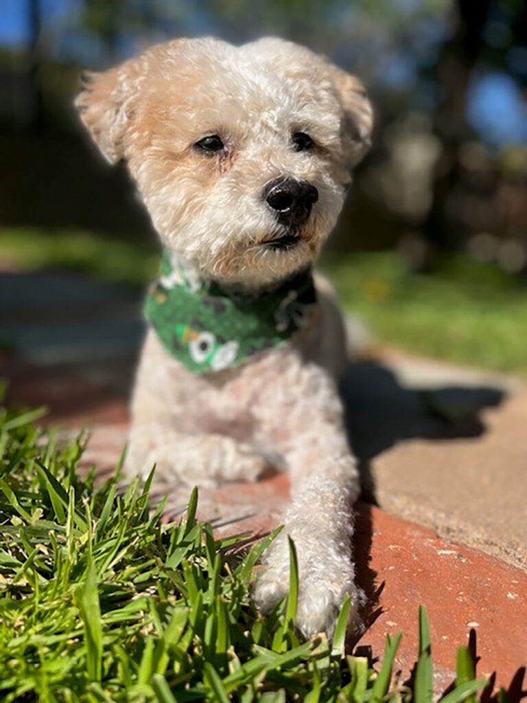 Bruno
