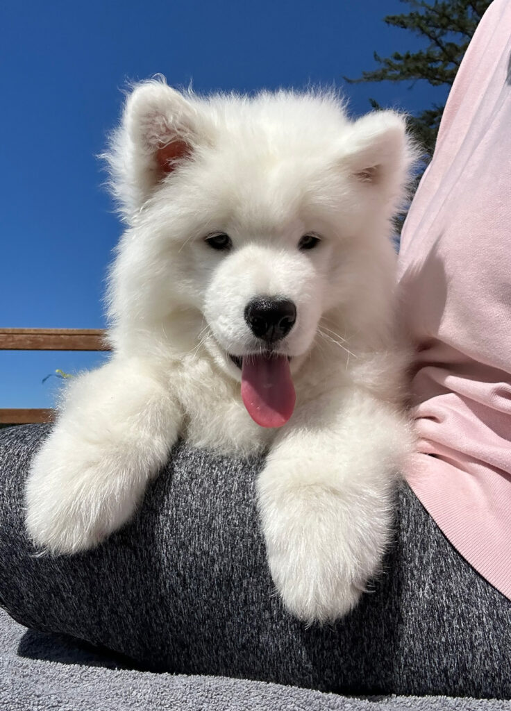 Switch the Samoyed