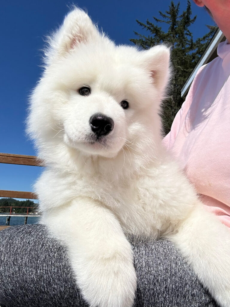 Switch the Samoyed