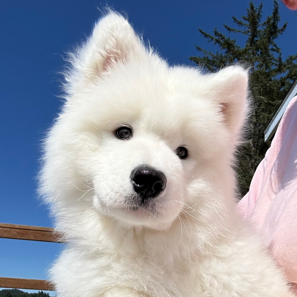 Switch the Samoyed