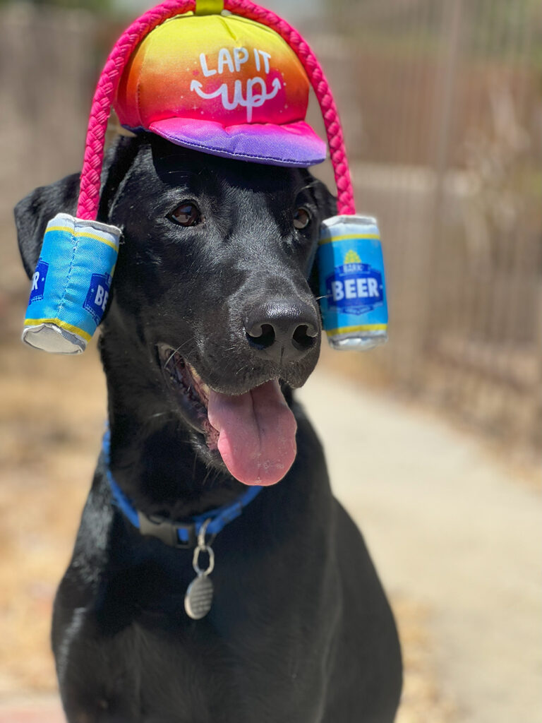 Maverick always likes a party hat