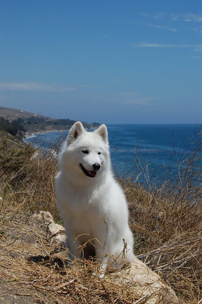 Pele