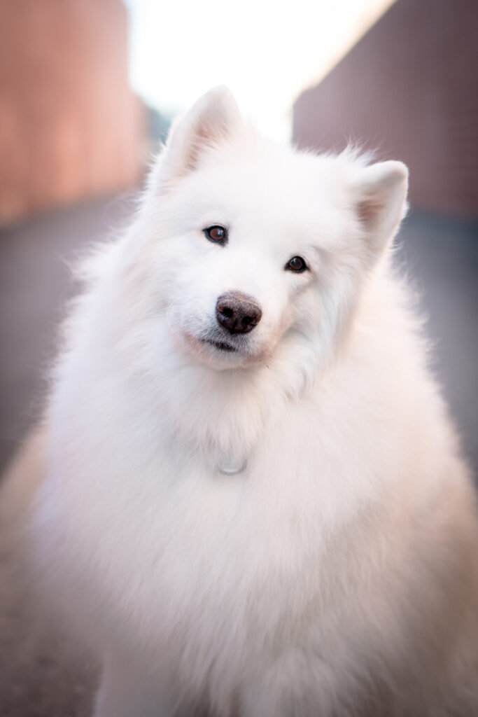 Suki