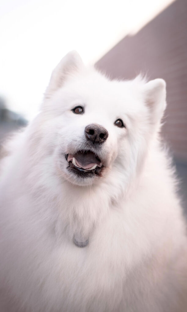 Suki