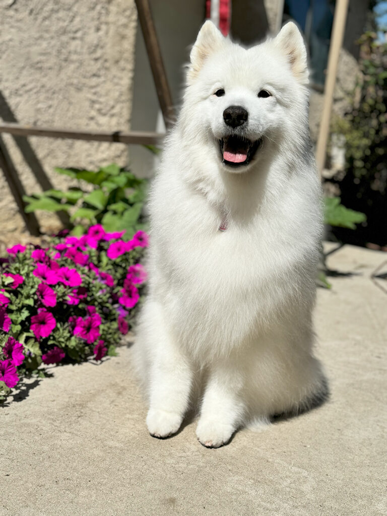 Suki