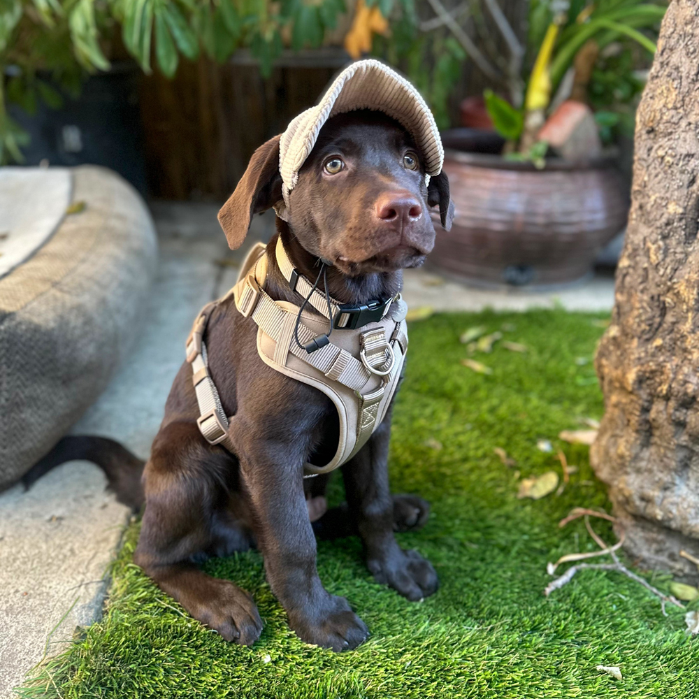 Company Dog